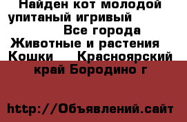 Найден кот,молодой упитаный игривый 12.03.2017 - Все города Животные и растения » Кошки   . Красноярский край,Бородино г.